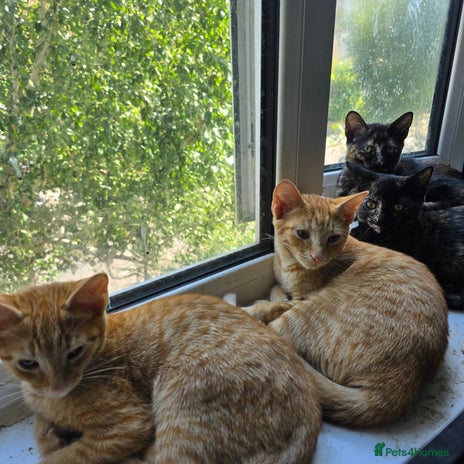 British Shorthair cats - Advert 3