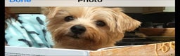 Norfolk Terrier dogs for sale: Silverlily £300 deduction on 1st years insurance! - Advert 22