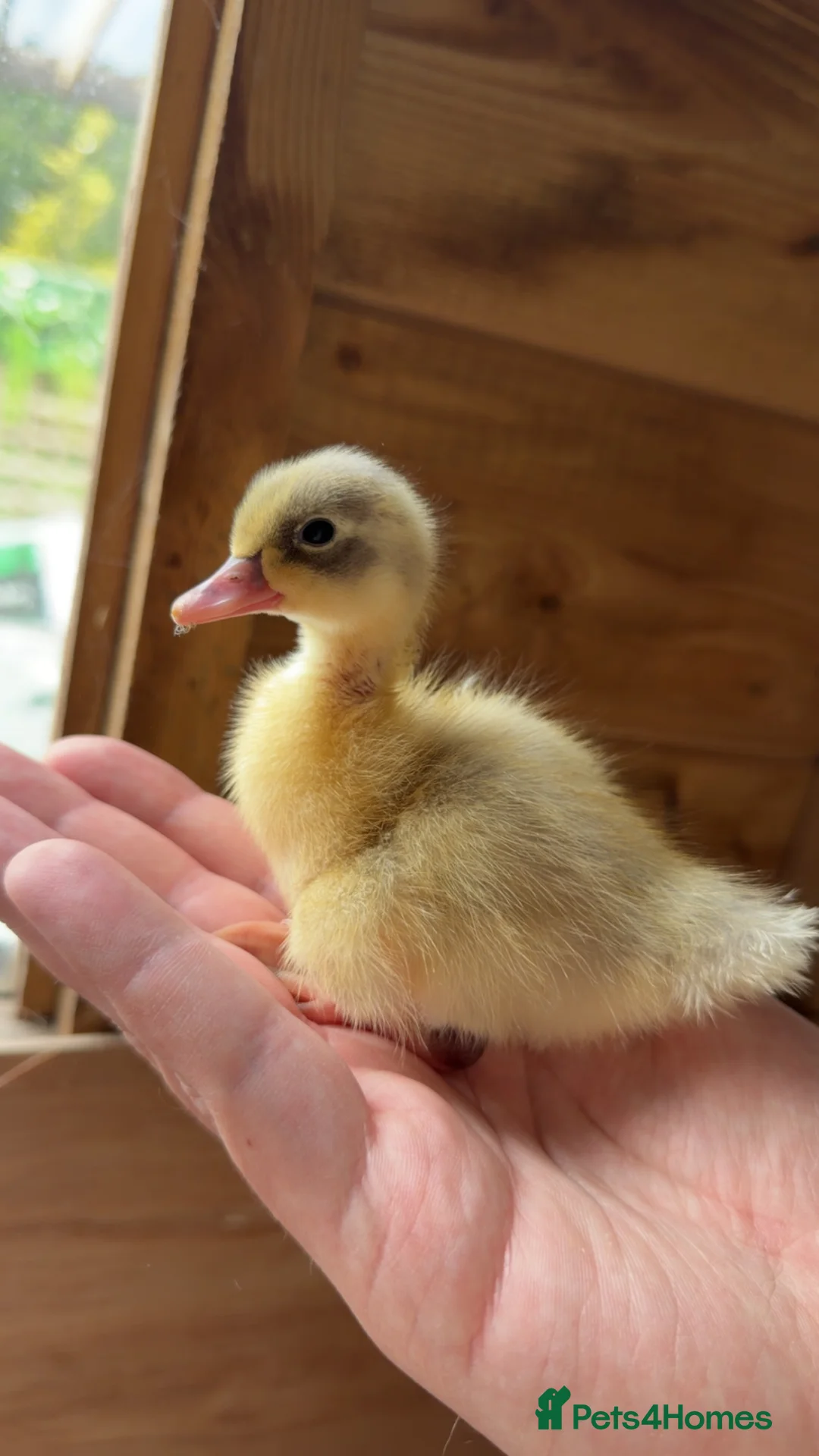 Ducks poultry for sale: Indian Runner Ducklings - Advert 2