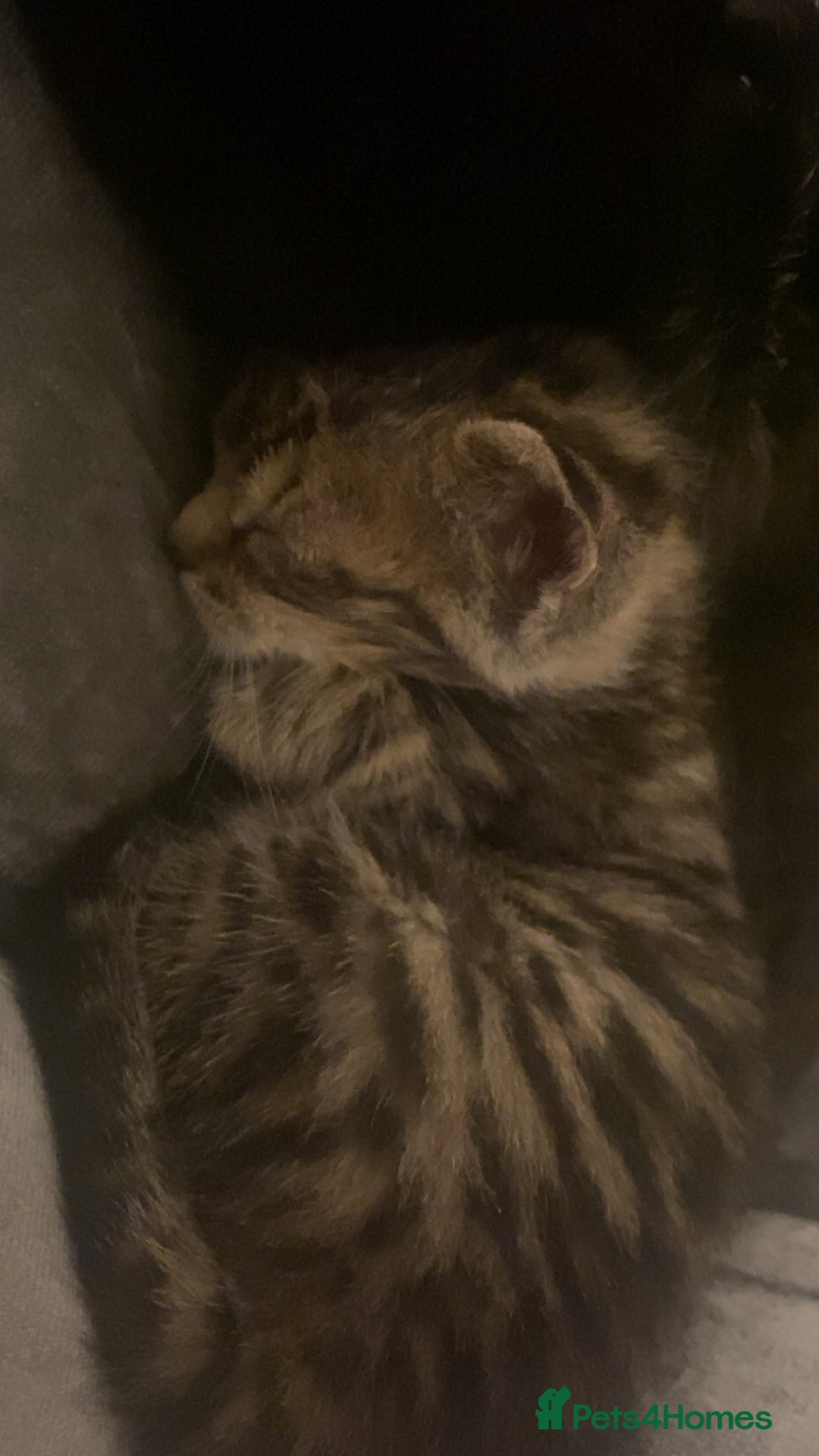 Mixed Breed cats for sale: Mixed breed Bengal and Norwegian forest cat  - Advert 10