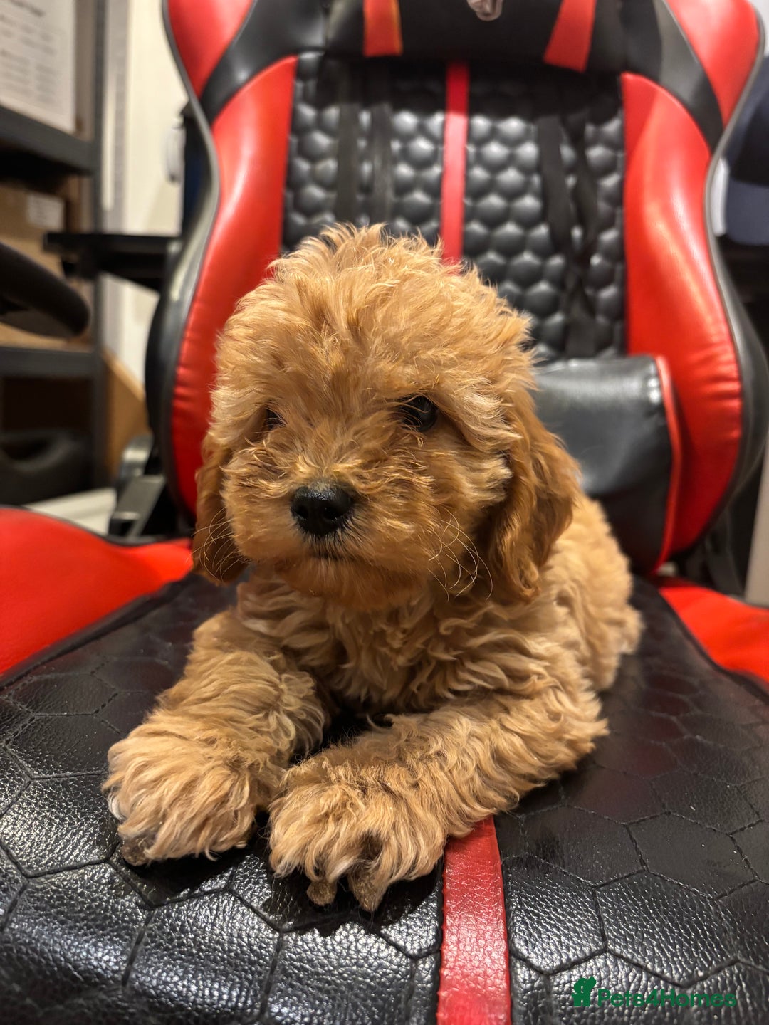 Cockapoo dogs for sale: Beautiful gold Cockapoo puppies - Advert 20