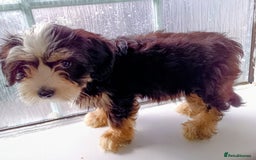Yorkiepoo dogs for sale: 2 boys puppies Yorkiepoo  - Image 4