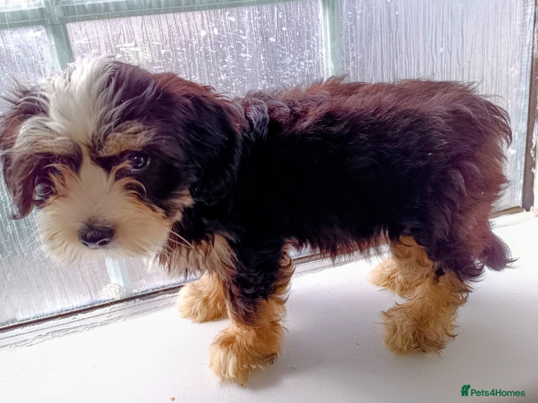 Yorkiepoo dogs for sale: 2 boys puppies Yorkiepoo  - Image 4