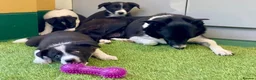 Border Collie dogs for sale: Border Collies puppies available  - Advert 6
