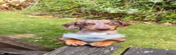 Miniature Dachshund dogs for sale: 2 MINIATURE DACHSHUND FOR REHOMING - Advert 9