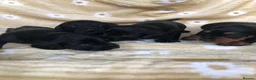 Doxiepoo dogs for sale: F1 daxiepoo puppies  - Advert 4