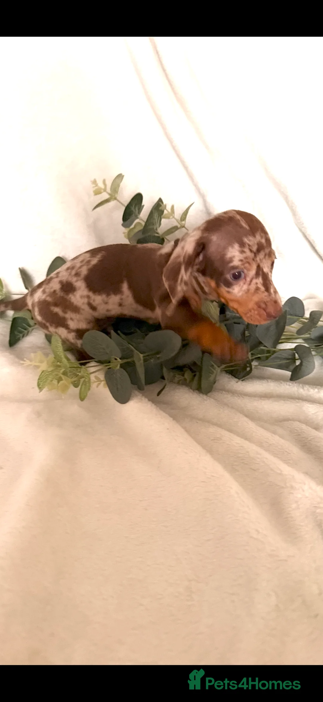 Dachshund dogs for sale: Beautiful miniature dachshunds dapple & Isabella  - Advert 5