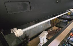Angelfish fish for sale: Juwel Rio 180l - Image 8