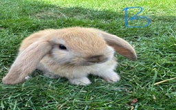 Mini Lop rabbits for sale: Mini Lop Rabbits For Sale  - Image 30