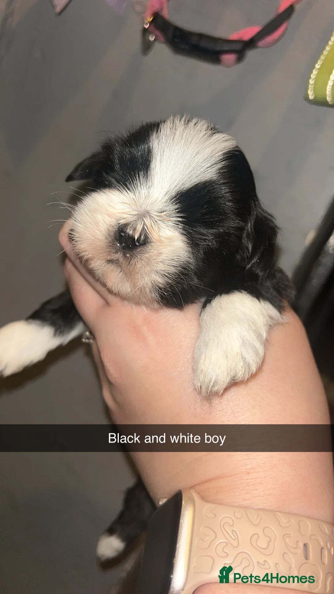 Shih Tzu dogs for sale: Shih Tzu puppies for sale  - Advert 19