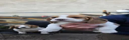 Beagle dogs for sale: 🐾Beautiful Beagle Puppies For Sale!🐶💕 - Advert 26