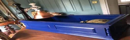 Tortoise reptiles for sale: Extremely rare golden Greek tortoise  - Advert 4