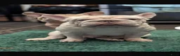 Frug dogs for sale: 6 stunning blue Merle Frug puppies  in Eastleigh - Advert 23