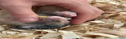 Cockatiels birds for sale: Hand-Reared Cockatiel Sibling Pair in Princes Risborough - Advert 8