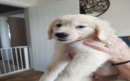 Golden Retriever dogs for sale: Golden retriever  - Image 3