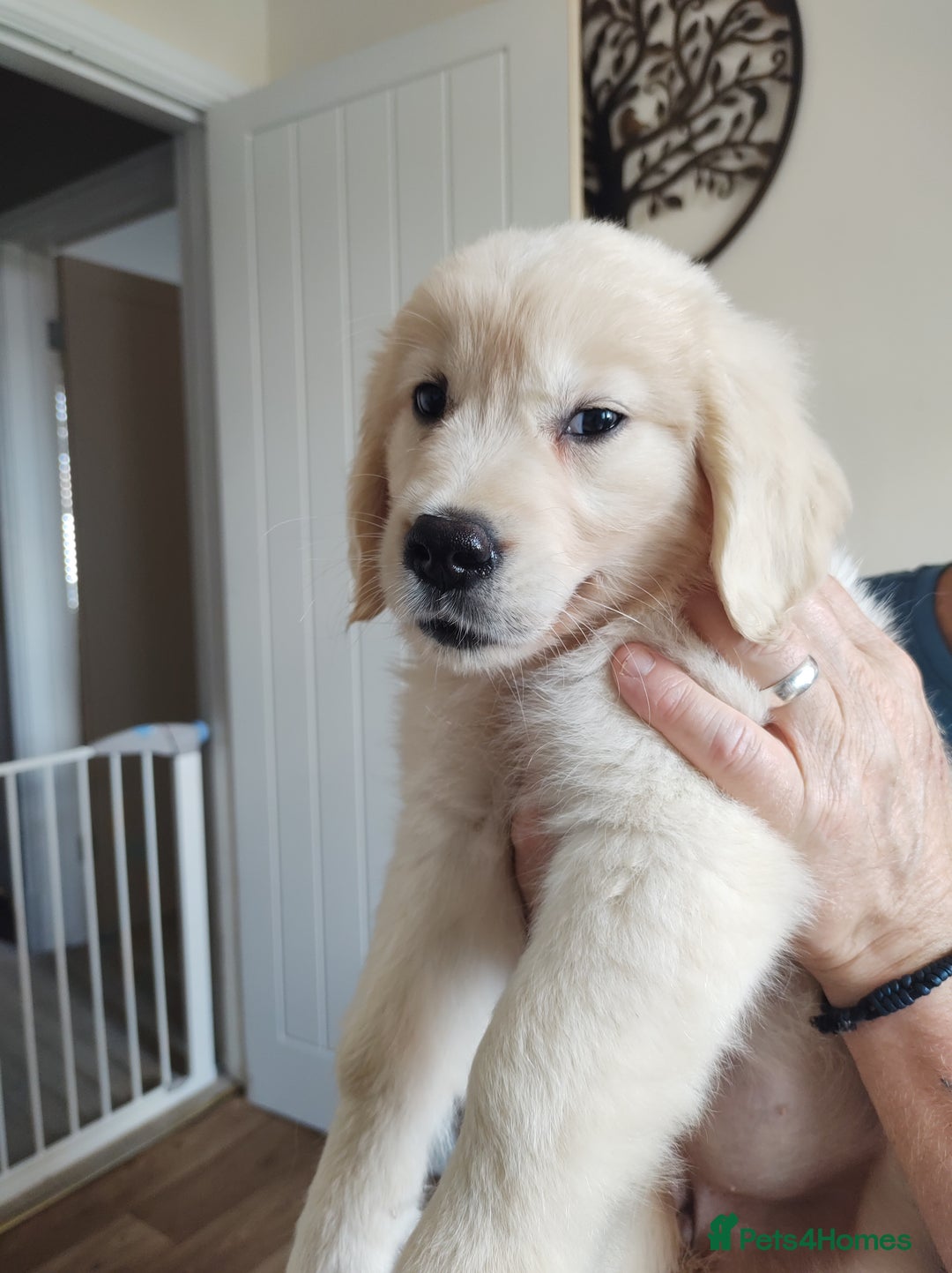 Golden Retriever dogs for sale: Golden retriever  - Image 3