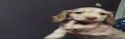 Miniature Dachshund dogs for sale: Gorgeous long-haired Miniature Dachshund Puppies - Advert 4