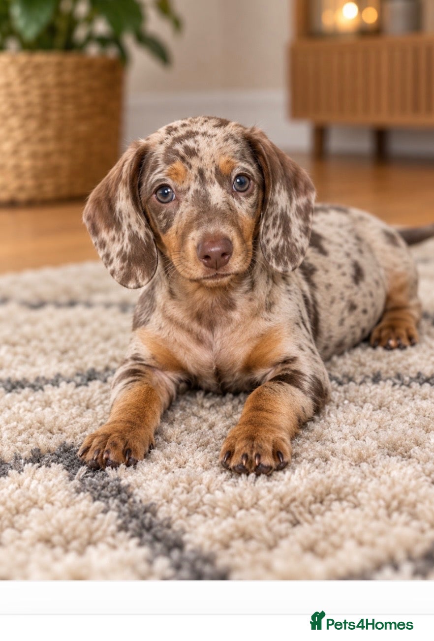 Dachshund dogs Stunning miniature kc dachshund puppies  - Advert 1