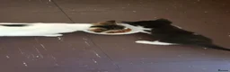 Mixed Breed cats for sale: Adorable kitten looking for a loving home. - Advert 11