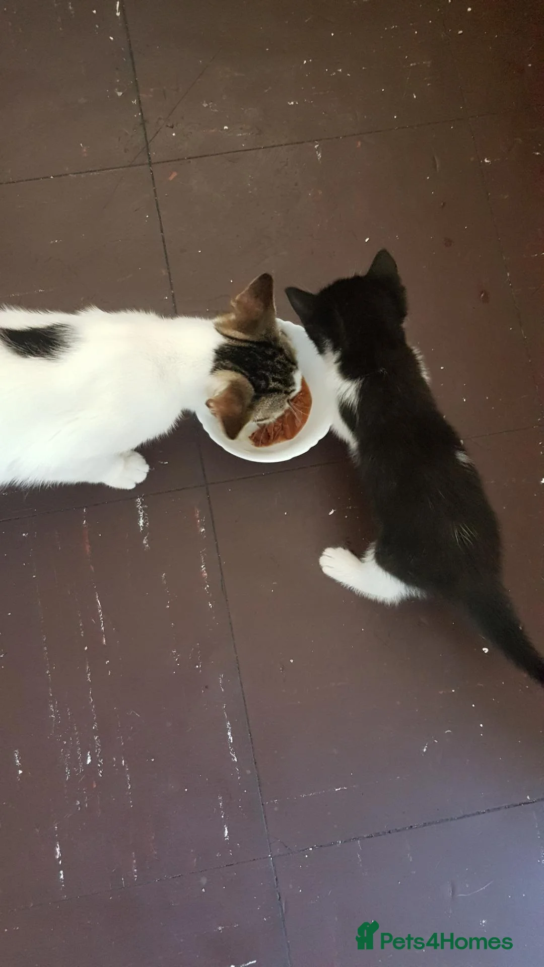 Mixed Breed cats for sale: Adorable kitten looking for a loving home. - Advert 11