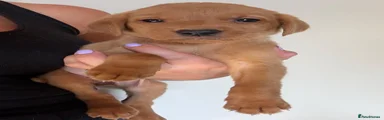 Labrador Retriever 4
