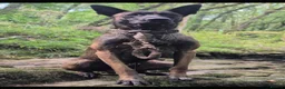 Mixed Breed dogs for sale:  adorable Mali mix  puppies in Llanelli - Advert 3