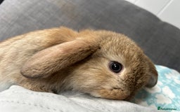 Mini Lop rabbits for sale: Beautiful baby  mini lops bunny’s  in Taunton - Image 5