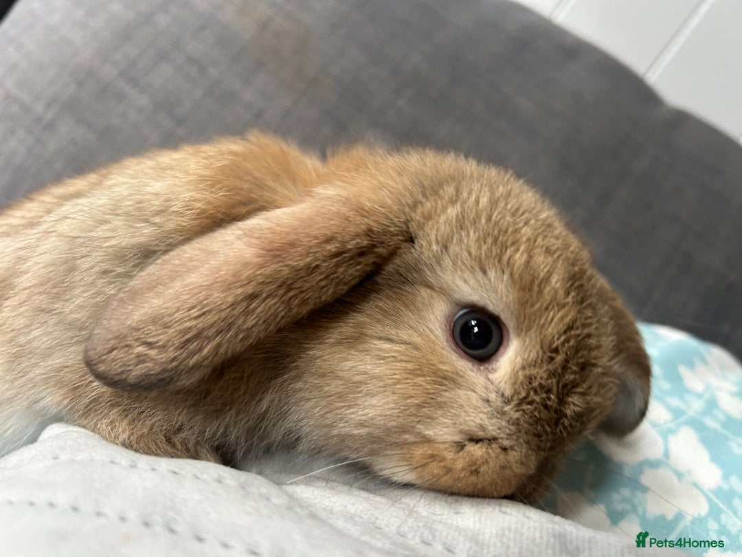 Mini Lop rabbits for sale: Beautiful baby  mini lops bunny’s  in Taunton - Image 5