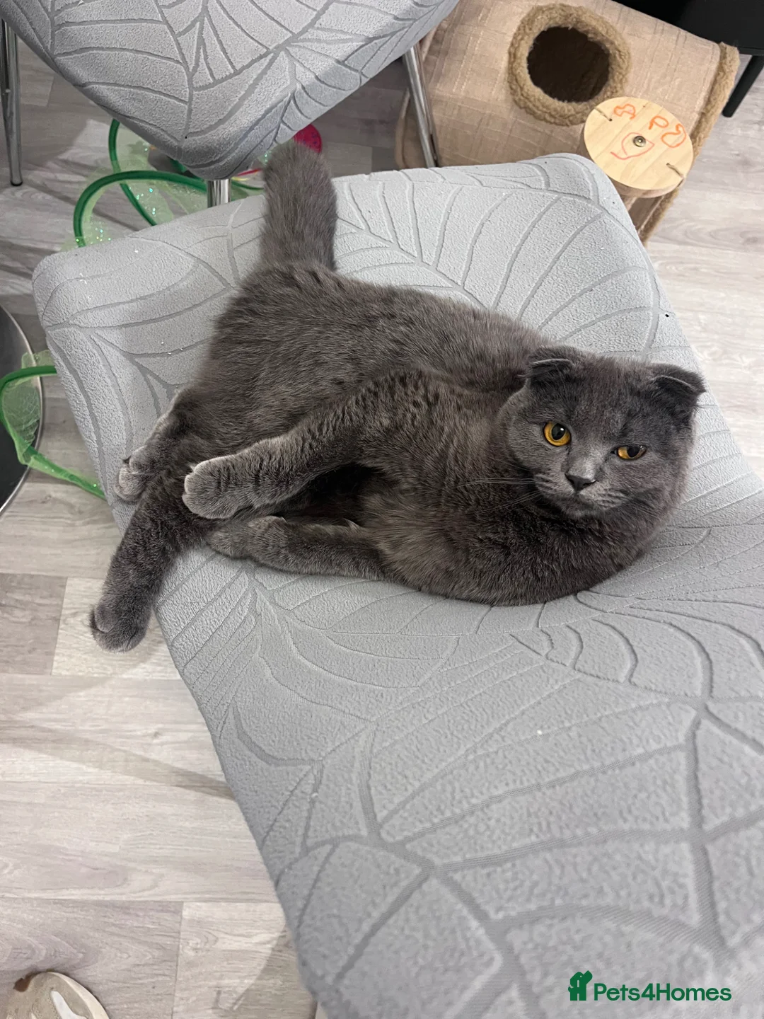Scottish Fold cats for sale: Beautiful female spayed Scottish fold - Advert 5