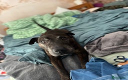 Mixed Breed dogs for sale: Home needed asap. Murphy ,8 year old - Image 7