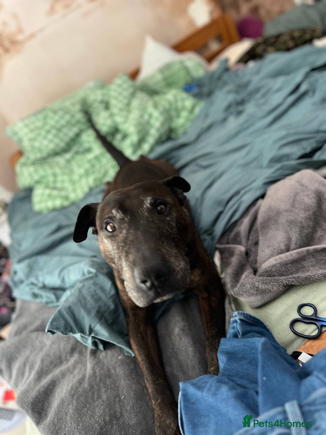 Mixed Breed dogs for sale: Home needed asap. Murphy ,8 year old - Image 7