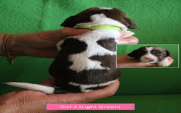 English Springer Spaniel dogs for sale: Health Tested English Springer Spaniel Puppies - Image 9