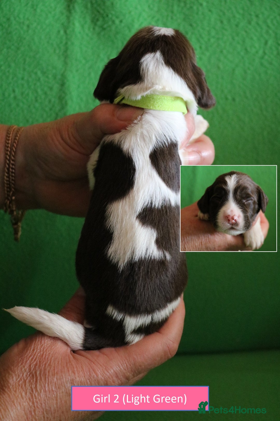 English Springer Spaniel dogs for sale: Health Tested English Springer Spaniel Puppies - Image 9