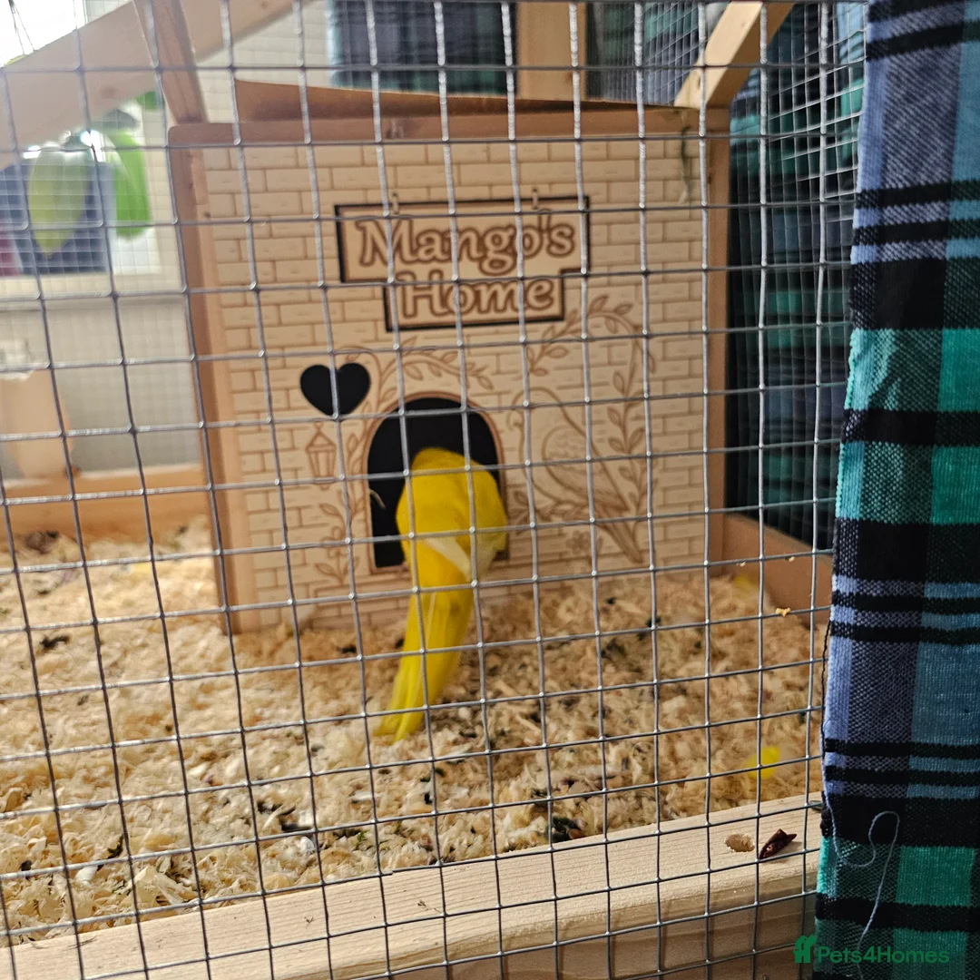 Mixed Breed birds for sale: A pair of Kakariki parrots 💛 in Liverpool - Advert 3