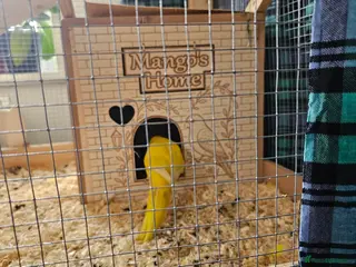 Mixed Breed birds A female of the breed Kakariki parrots 💛 - Advert 2