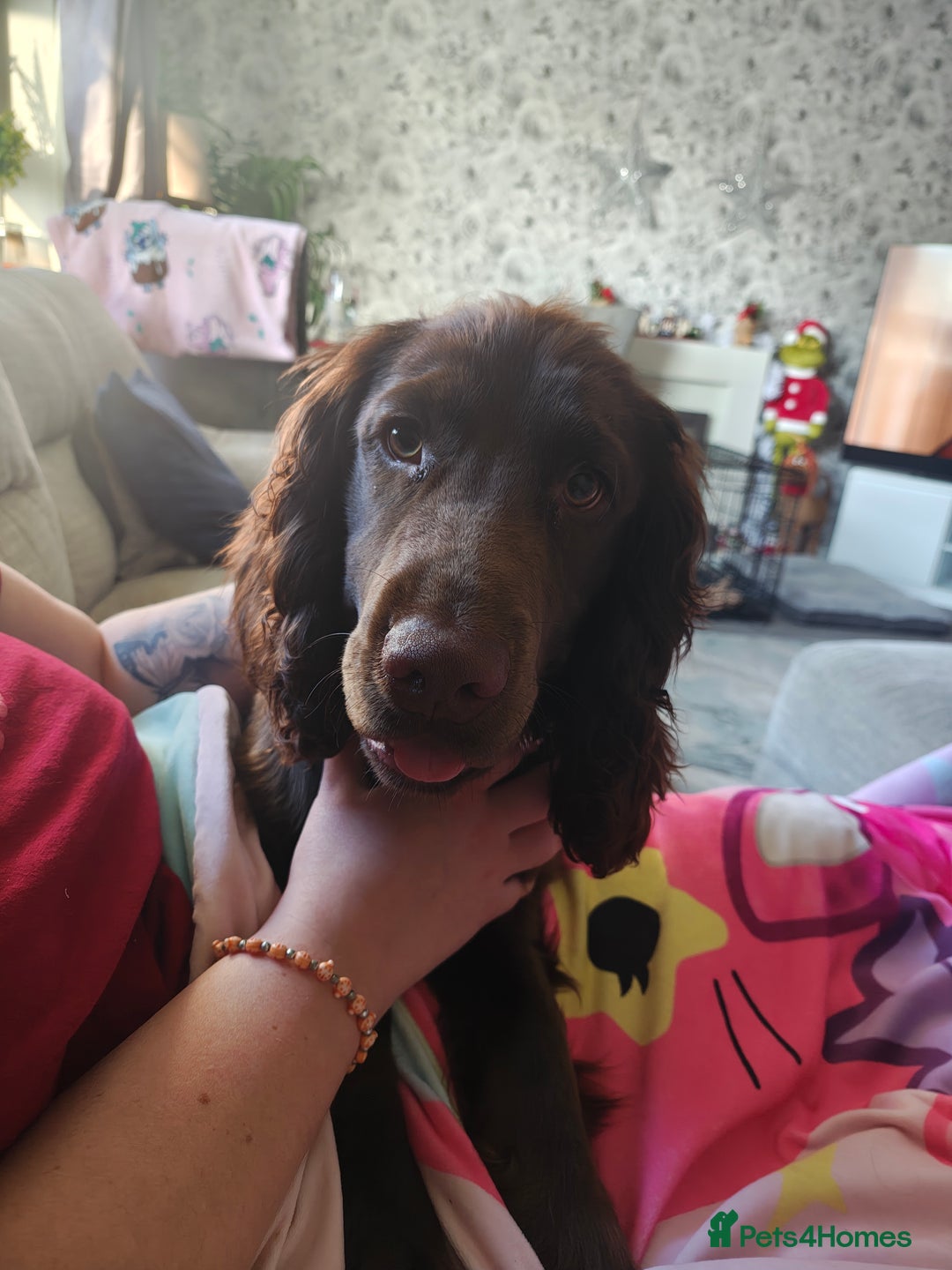 Cocker Spaniel dogs for sale: 8 month old show cocker spaniel - Advert 1