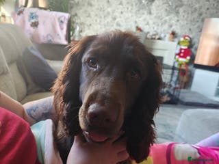 Cocker Spaniel dogs 8 month old show cocker spaniel - Advert 1