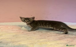 Bengal cats for sale: Bengal x Ragdoll Kittens - Advert 7