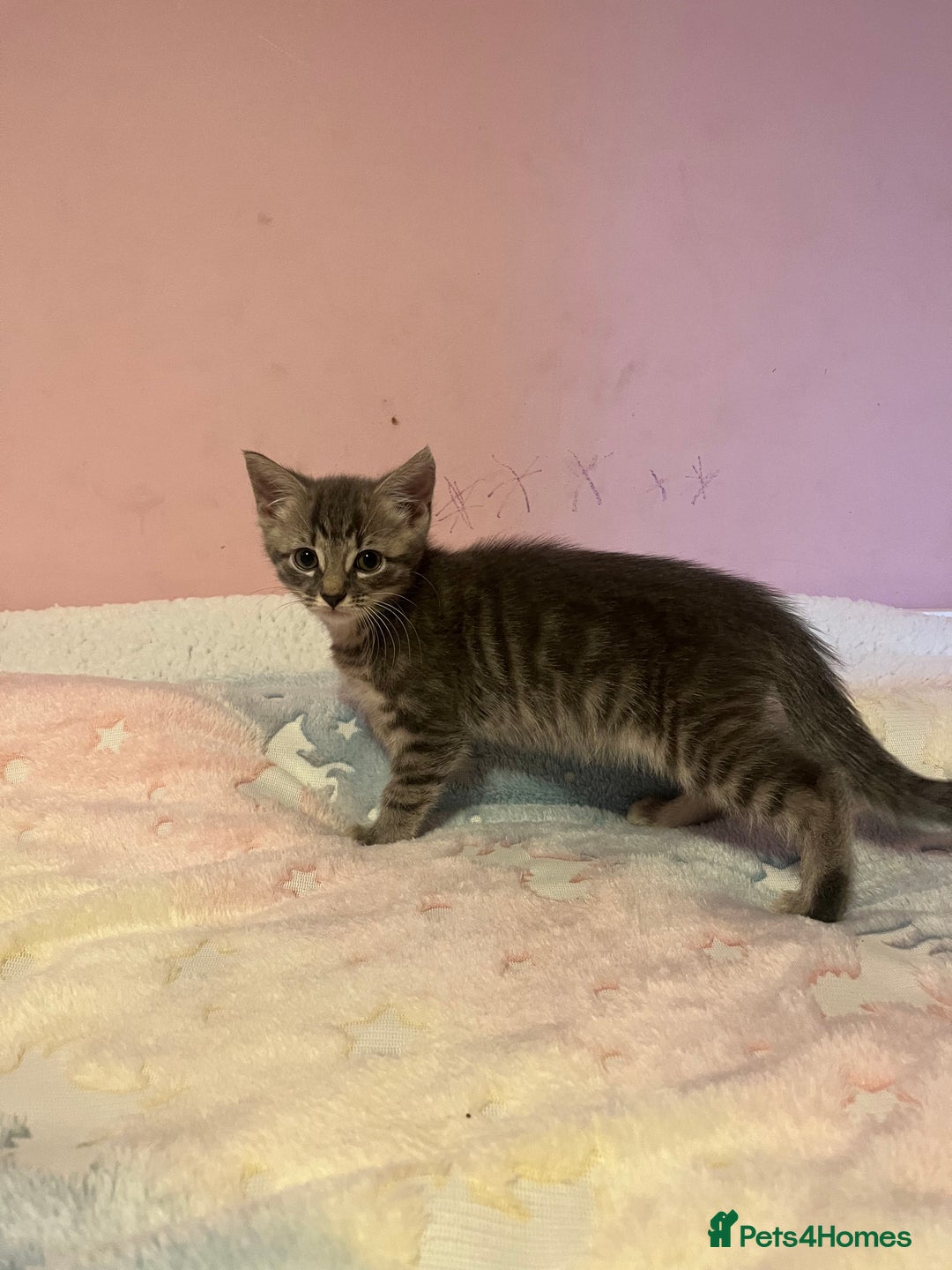 Bengal cats for sale: Bengal x Ragdoll Kittens - Advert 7