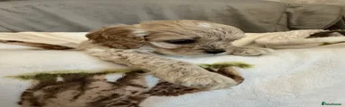 Cockapoo 1