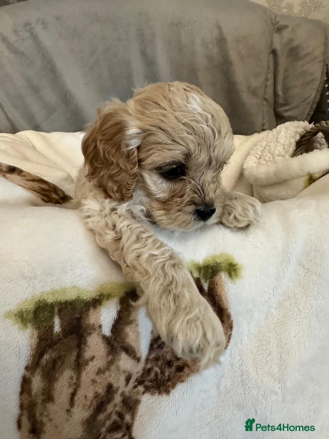 Cockapoo dogs for sale: Tiny Yankee Doodle puppies - Advert 2