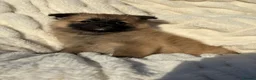 Pomeranian dogs for sale: 🐾 Teddy Pomeranian Puppies Ready To Home 🐾 - Advert 23