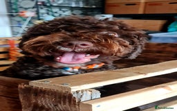Lagotto Romagnolo dogs for sale: Lagotto Romagnolo - The Best breed ever  - Image 8