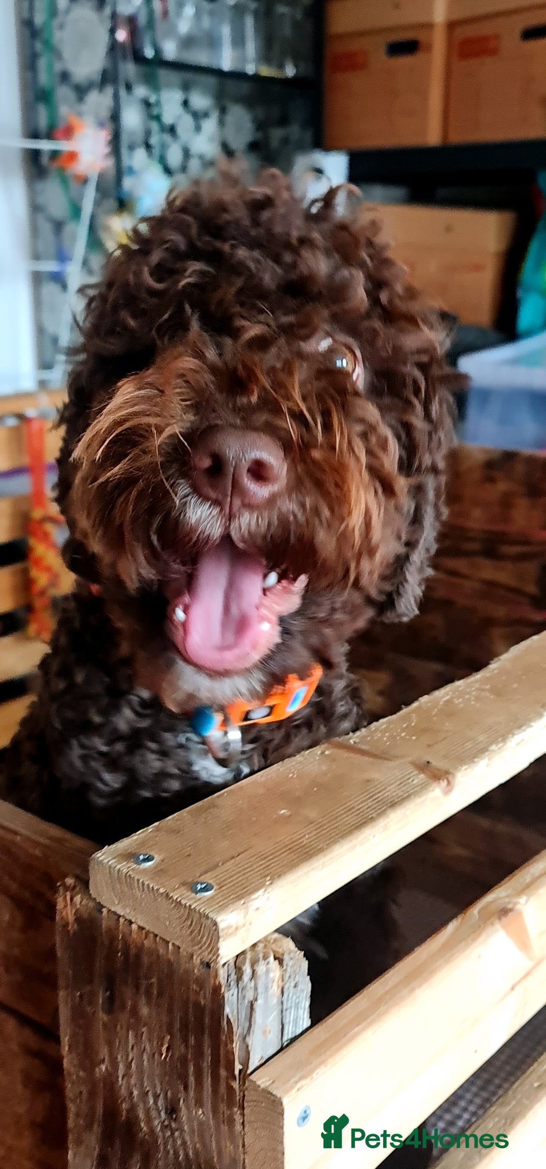 Lagotto Romagnolo dogs for sale: Lagotto Romagnolo - The Best breed ever  - Image 8