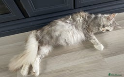 Maine Coon cats for sale: Maine coon kittens  - Image 17
