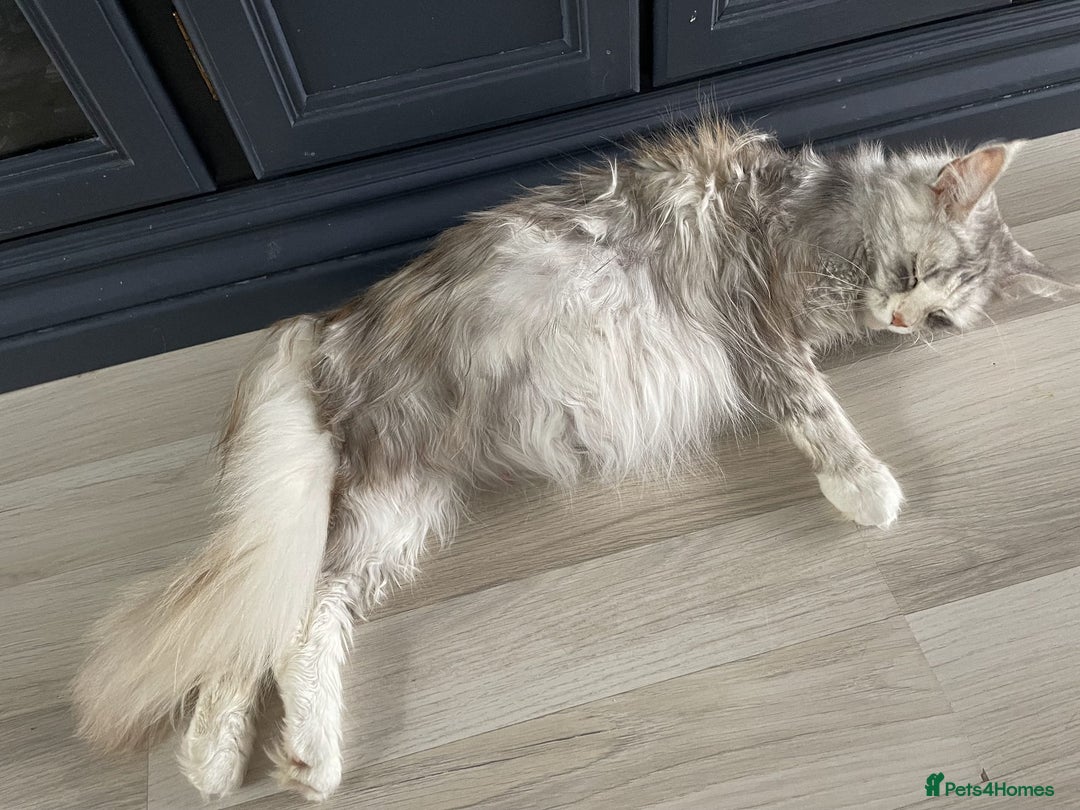 Maine Coon cats for sale: Maine coon kittens  - Image 17