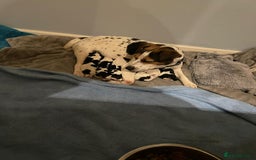 Mixed Breed dogs for sale: Jack russell x cavalier king Charles  - Image 1