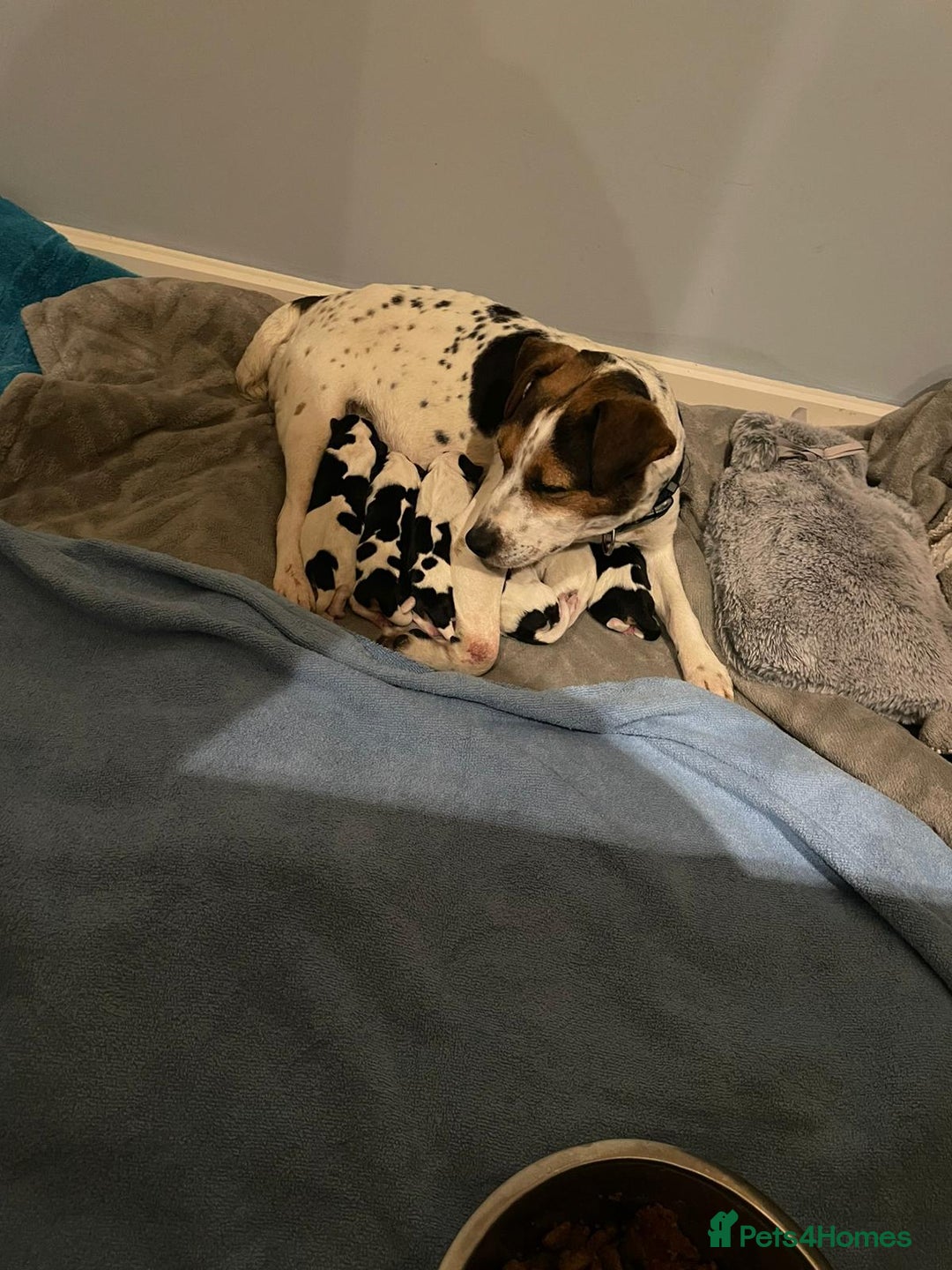 Mixed Breed dogs for sale: Jack russell x cavalier king Charles  - Image 1