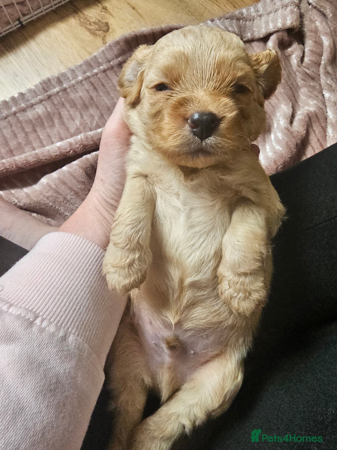 Cockapoo dogs for sale: 4 beautiful cockapoo puppies - Image 10