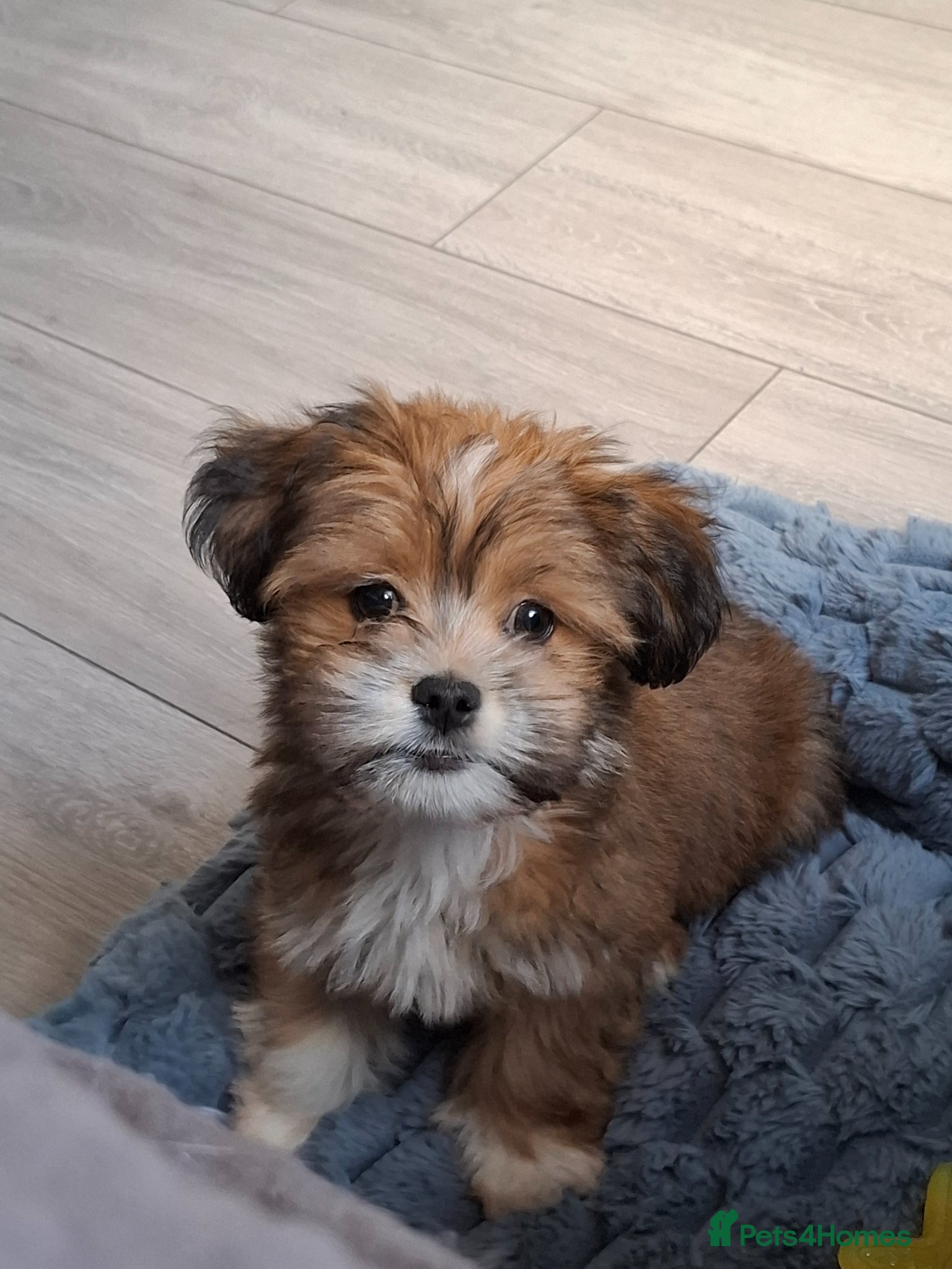 Mixed Breed dogs Lhasa Apso x Yorkie Puppy Looking For Loving Home - Advert 1